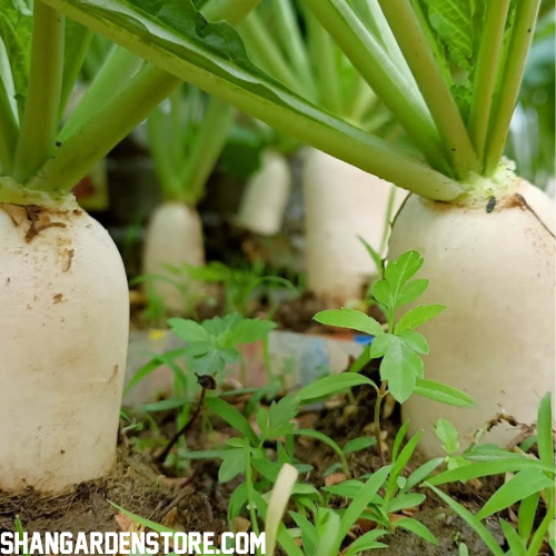 White Radish (سفید مولی) 100+ Seeds