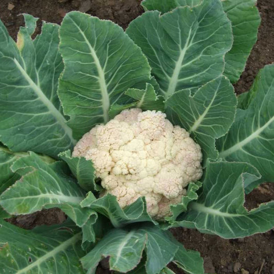 F1 Hybrid Cauliflower (پھول گوبھی) 25 Seeds