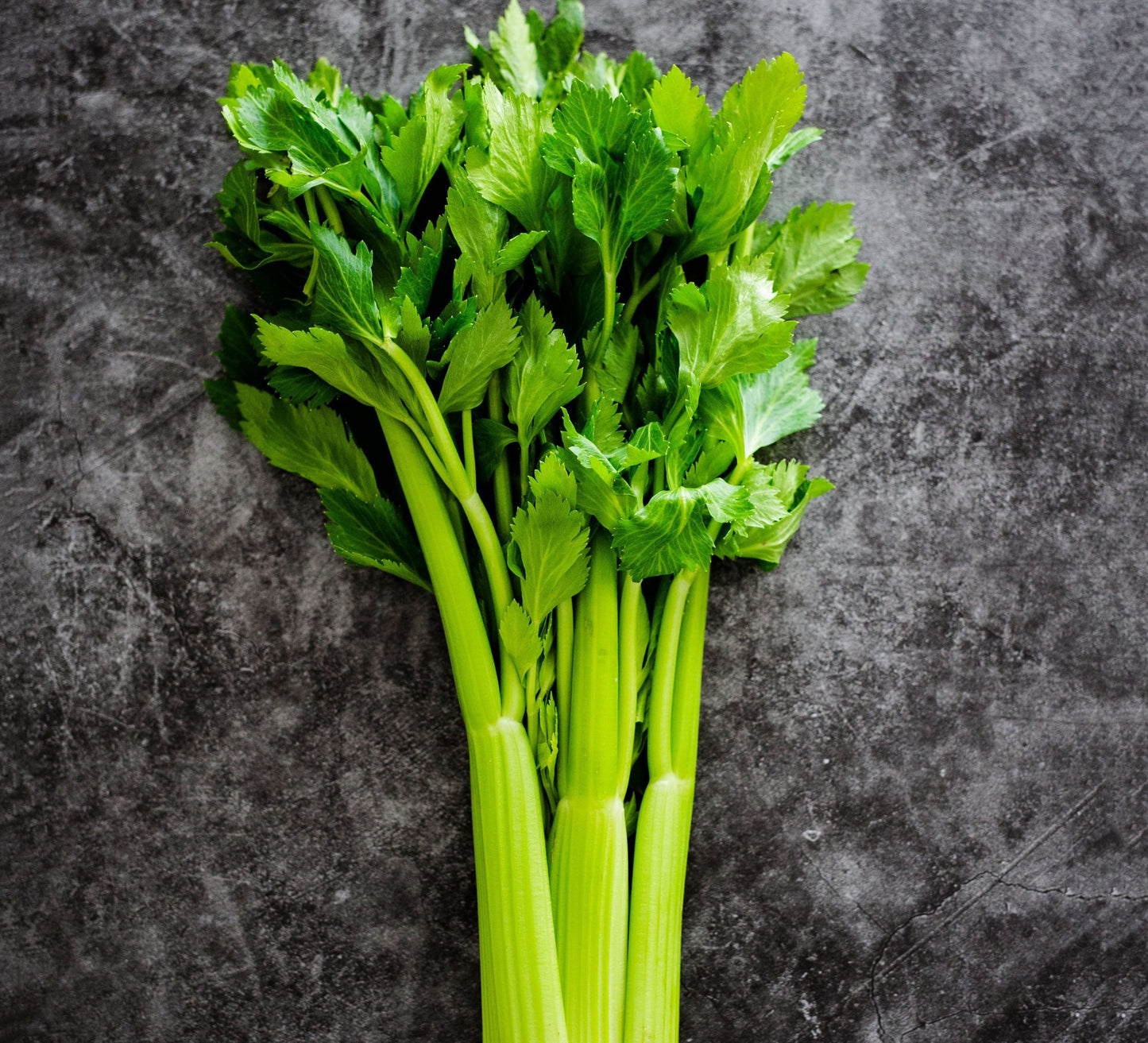 Leaf celery 100++ Seeds