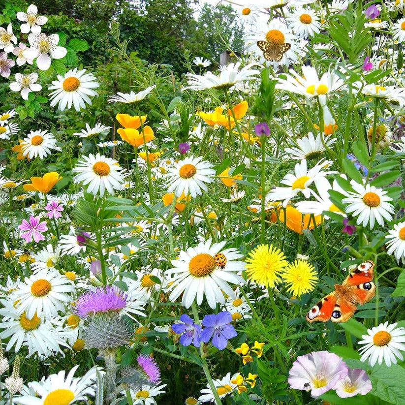 Shasta Daisy 30+ Seeds