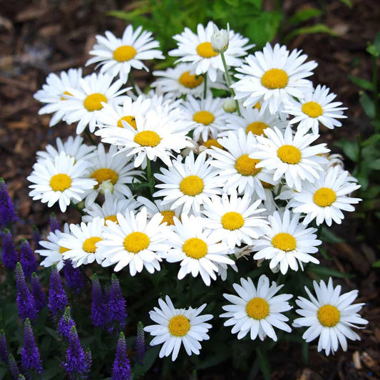 White daisies with yellow centers in a garden setting