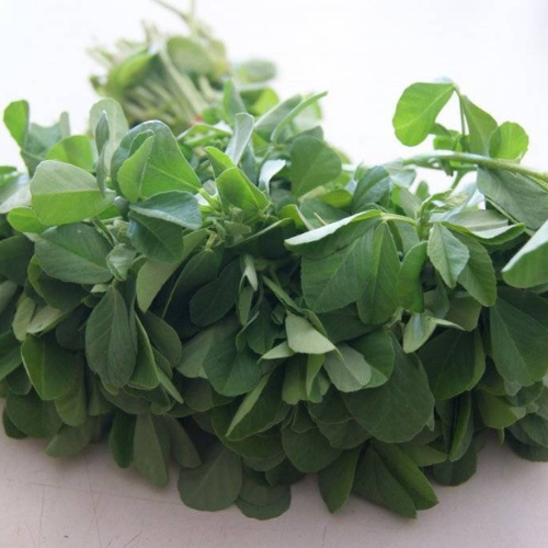 Fenugreek (Methi میتھی ) 500+ Seeds
