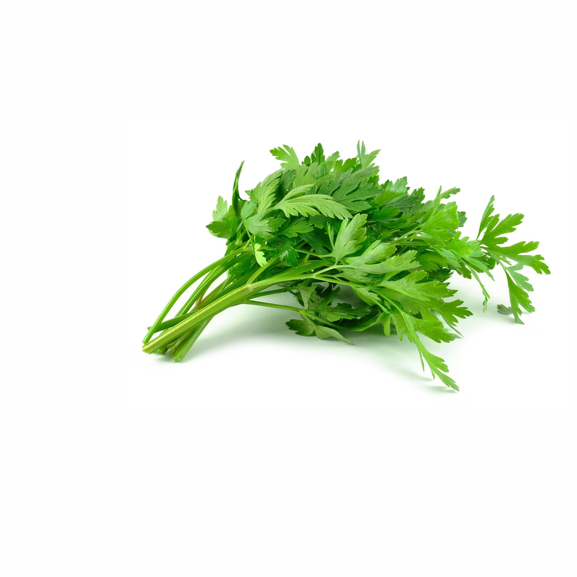 Bunch of fresh green parsley on a white background with 'Shangardenstore' branding.