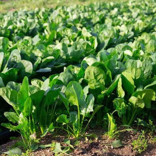 F1 Hybrid Spinach ( پالک ) 500+ Seeds