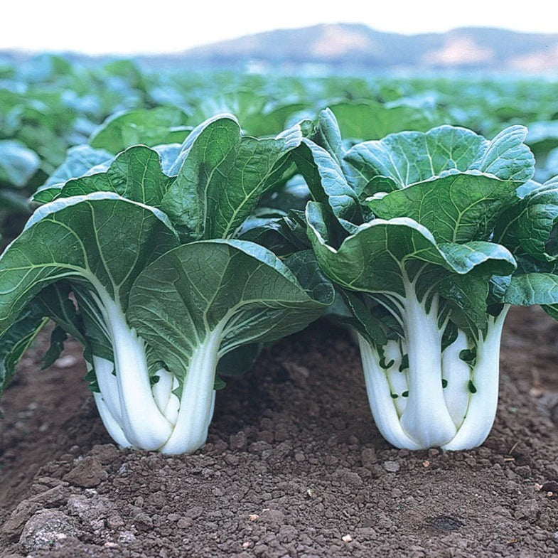 Pak Choy (پاک چوئے) 50+ Seeds