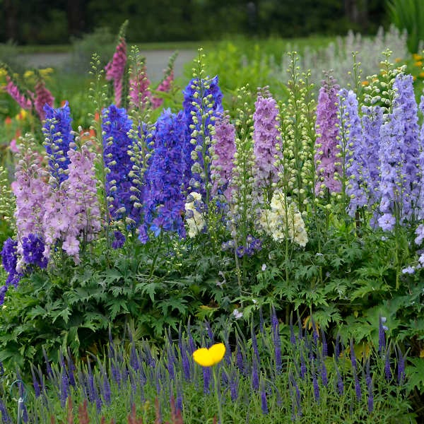 Imported Larkspur 20+Seeds - Winter Flowers