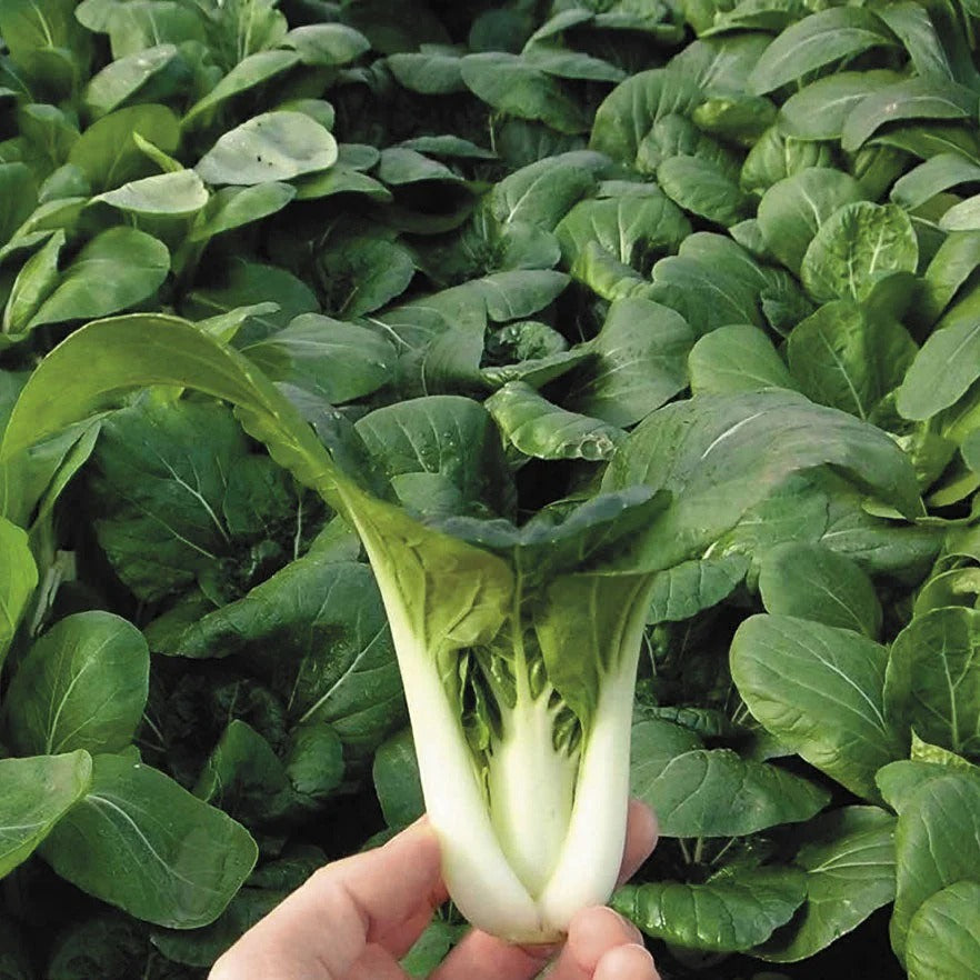 Pak Choy (پاک چوئے) 50+ Seeds