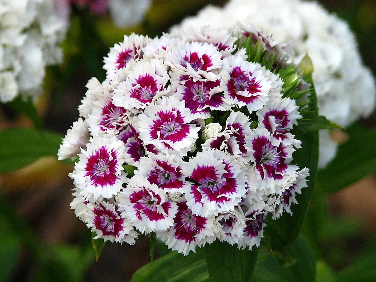 Imported Sweet William 20+ Seeds - Dianthus Barbatus