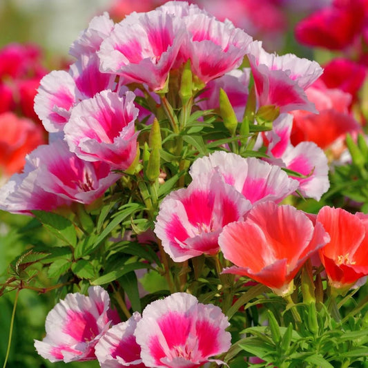 Imported Godetia Double Tall Mix 50+ Seeds