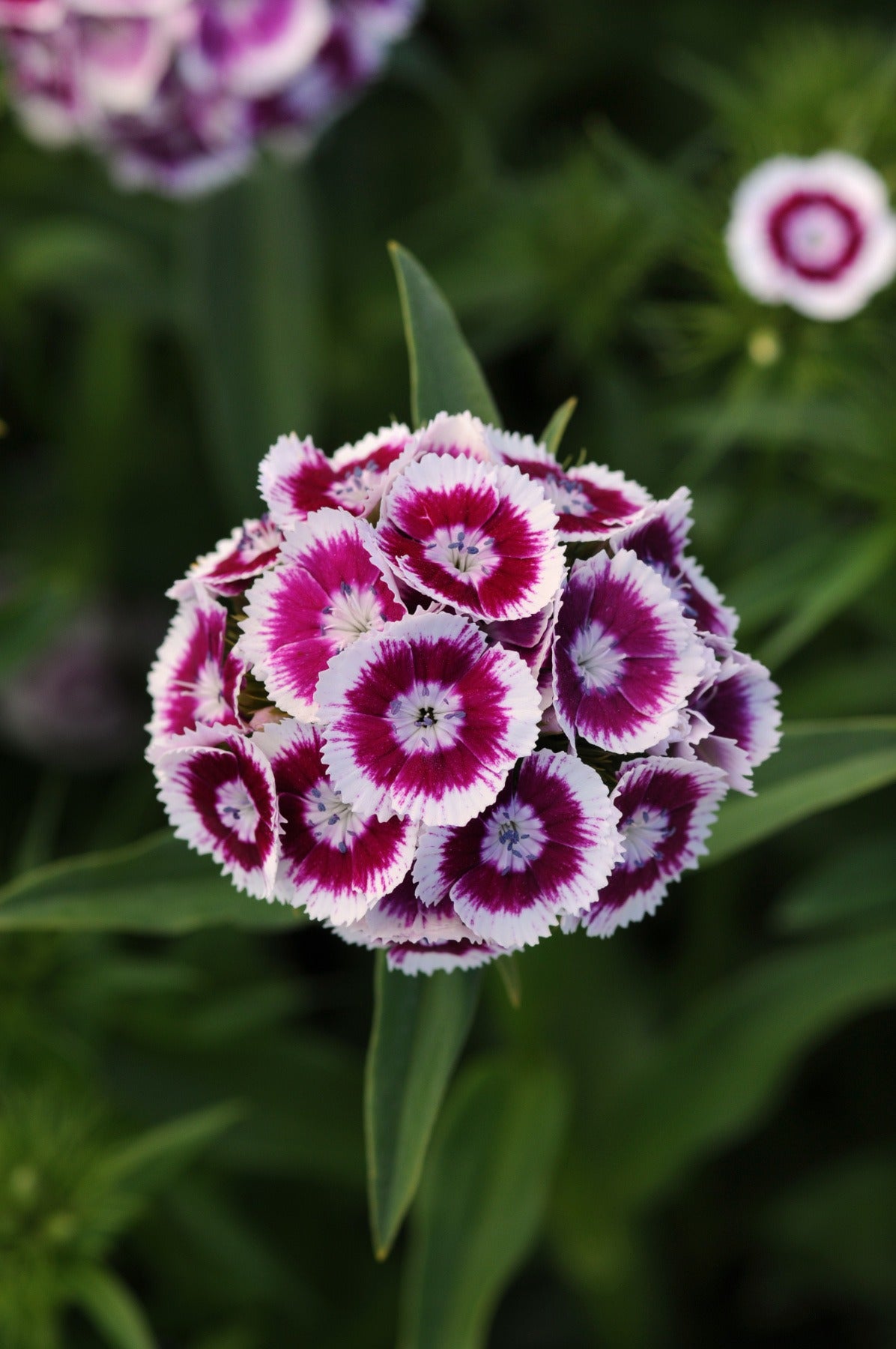 Imported Sweet William 20+ Seeds - Dianthus Barbatus