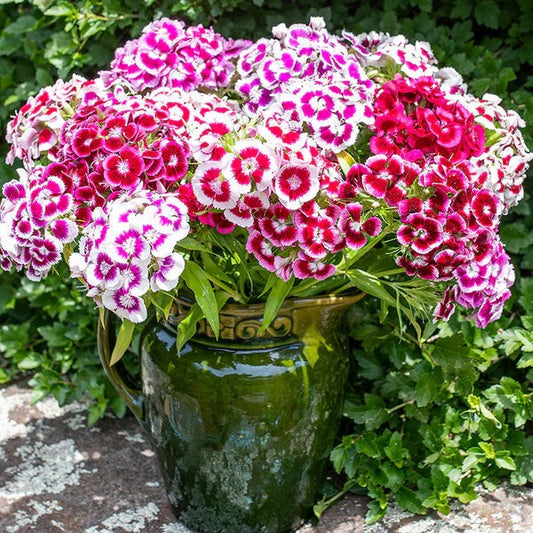 Imported Sweet William 20+ Seeds - Dianthus Barbatus
