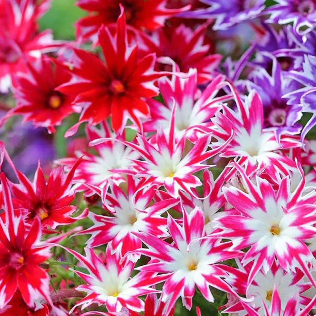 Imported Phlox Twinkle 20+ Seeds