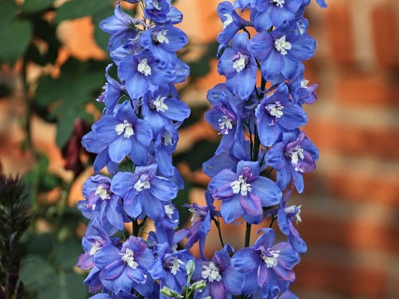 Imported Larkspur 20+Seeds - Winter Flowers