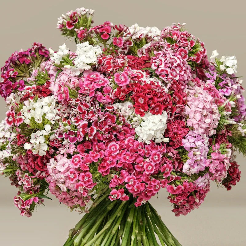 Imported Sweet William 20+ Seeds - Dianthus Barbatus