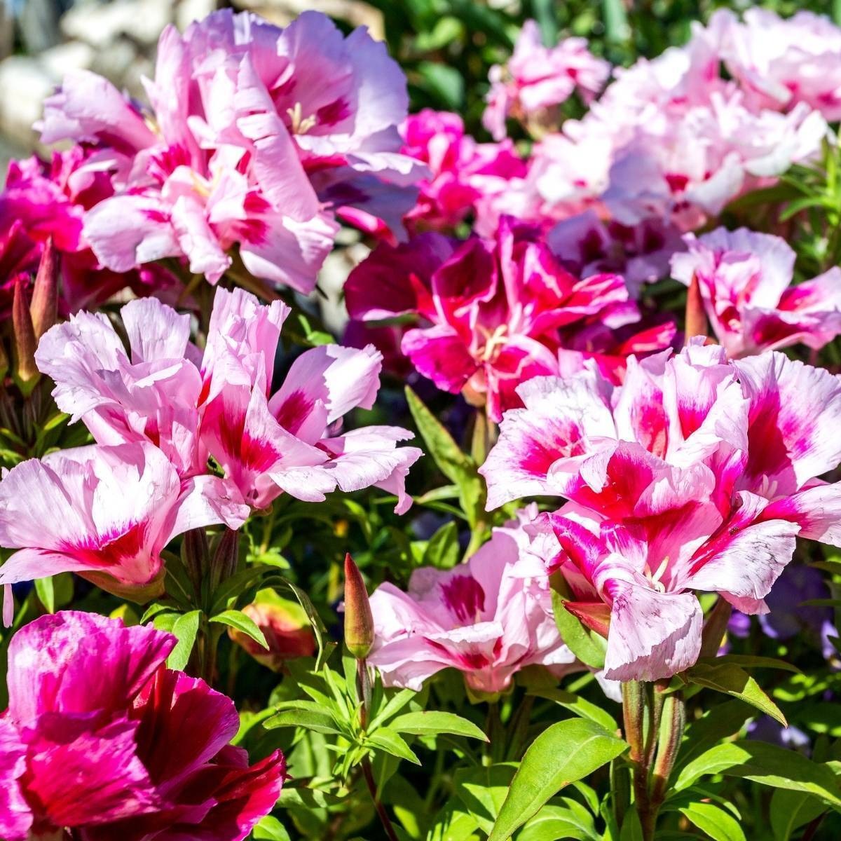 Imported Godetia Double Tall Mix 50+ Seeds
