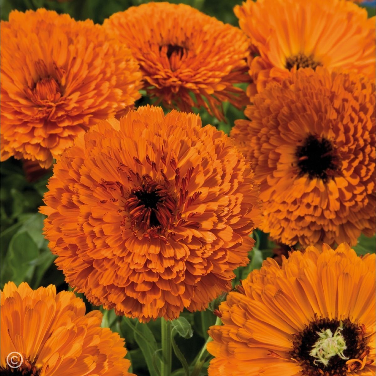 Calendula Orange 20+ Seeds - Winter Season Flowers