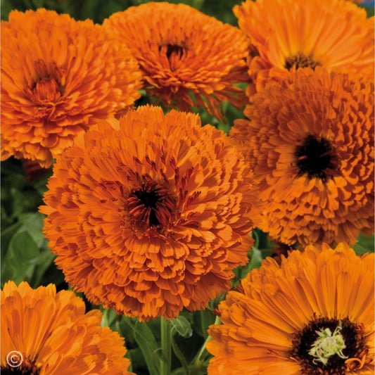 Calendula Orange 20+ Seeds - Winter Season Flowers
