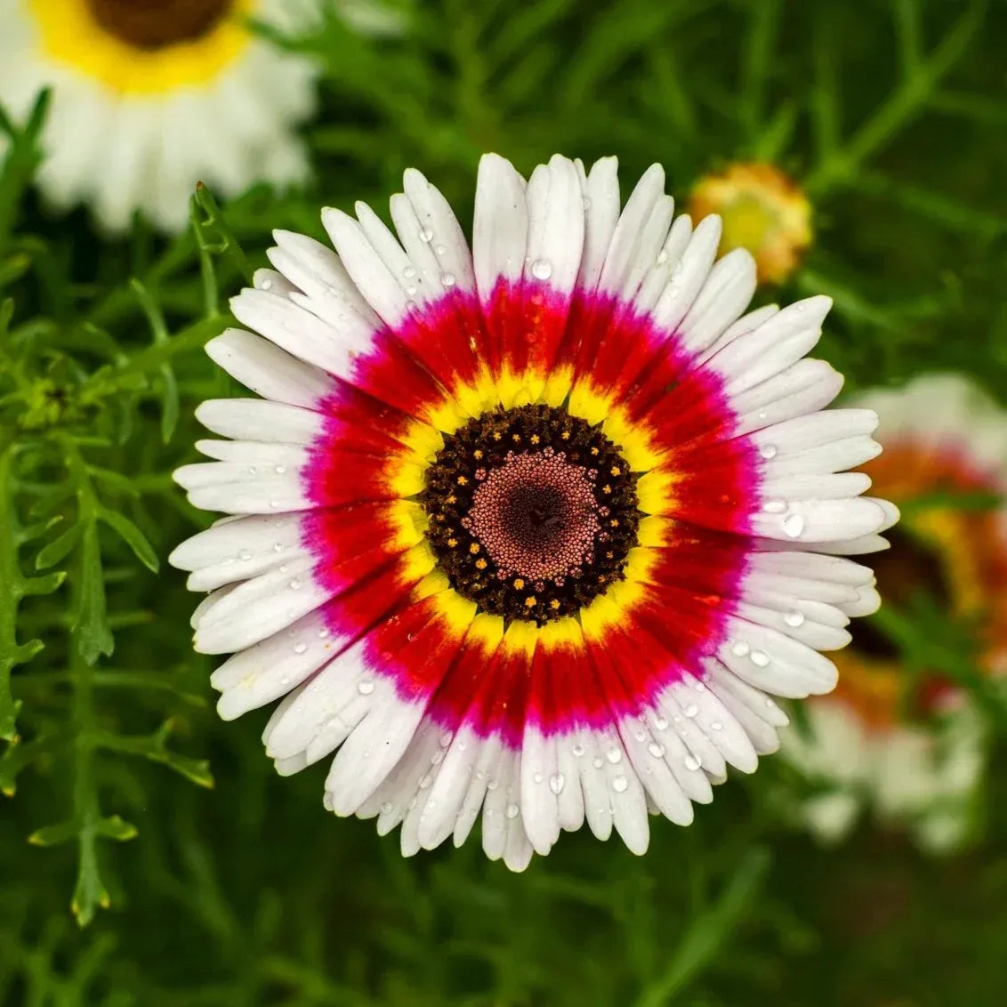 Chrysanthemum Rainbow 20+ Seeds