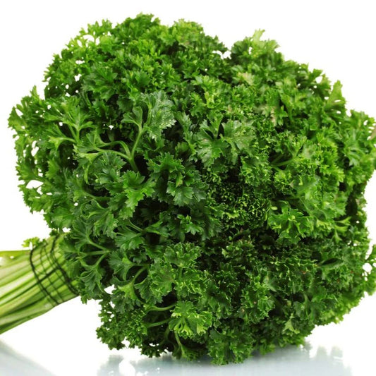 Parsley Curled (پارسلے کرلڈ)100+ Seeds