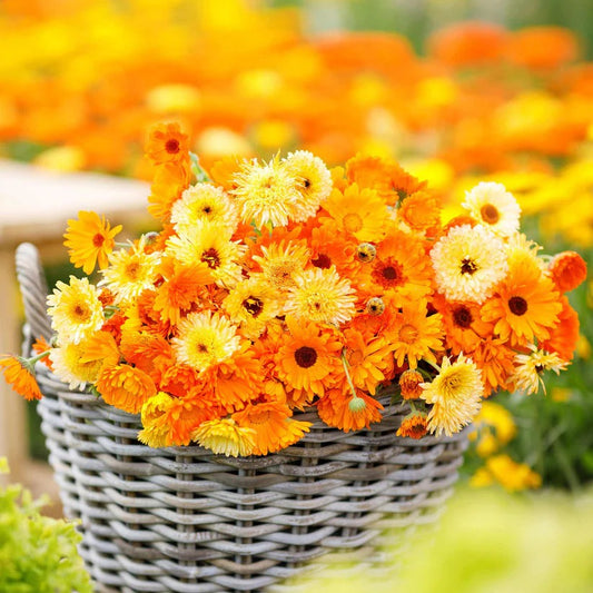 Calendula Pacific Beauty 25+ Seeds