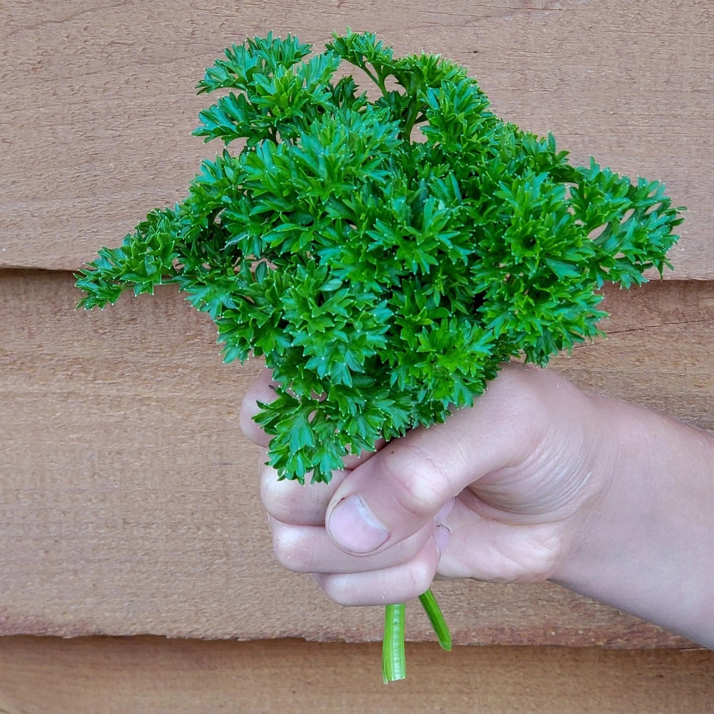 Parsley Curled (پارسلے کرلڈ)100+ Seeds