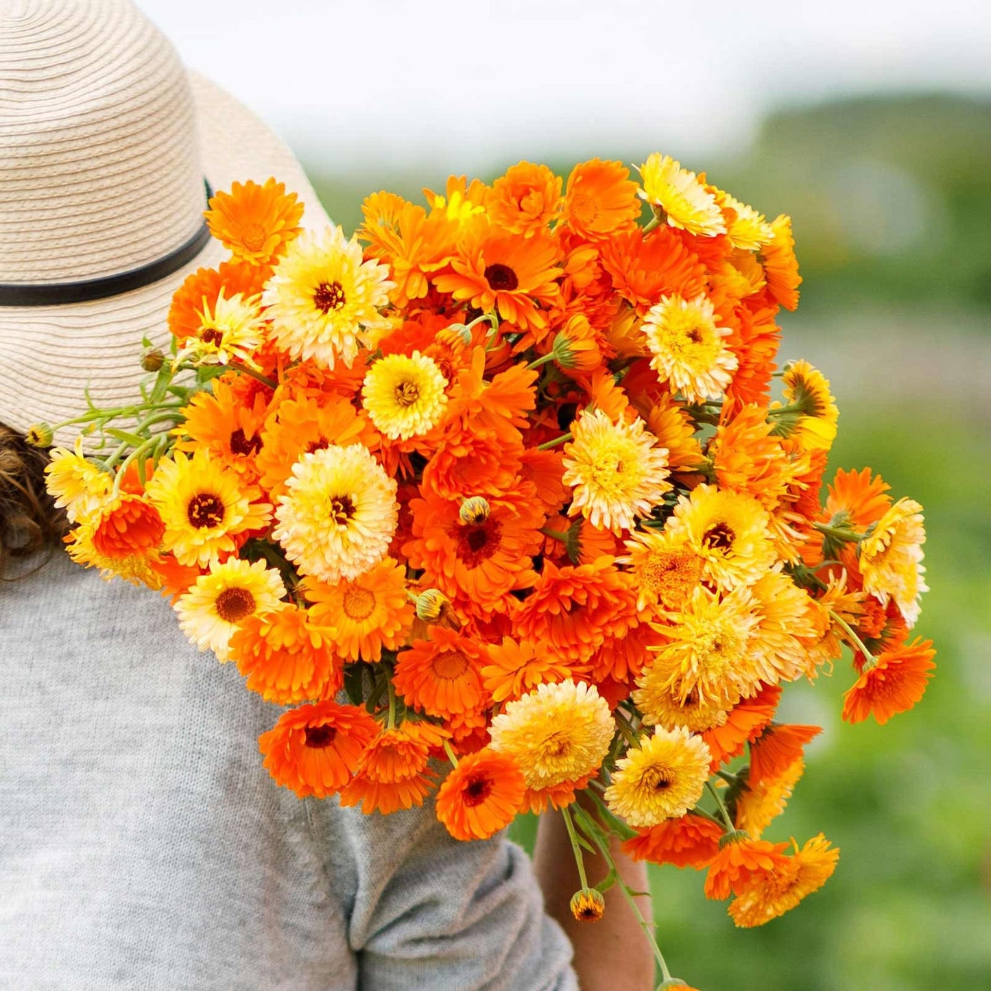 Calendula Pacific Beauty 25+ Seeds