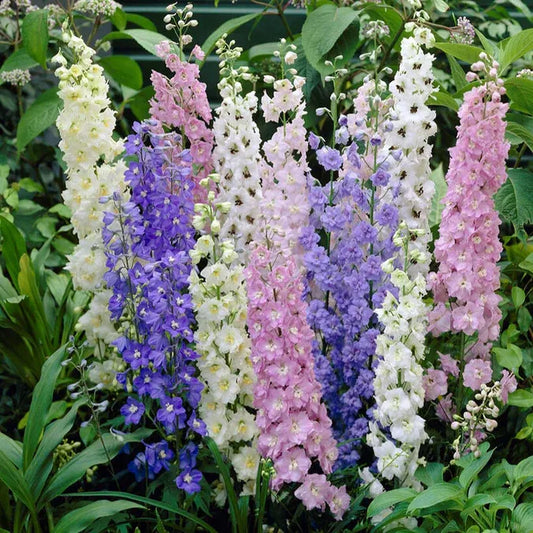 Imported Larkspur 20+Seeds - Winter Flowers