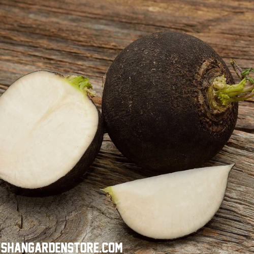 Black Radish ( کالی مولی) 25+ Seeds