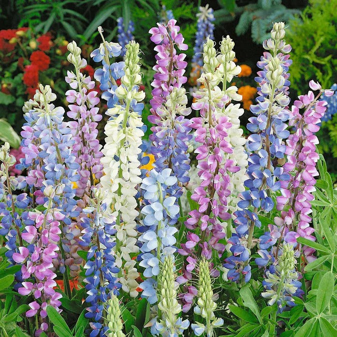 Multicolored lupine flowers in a garden setting