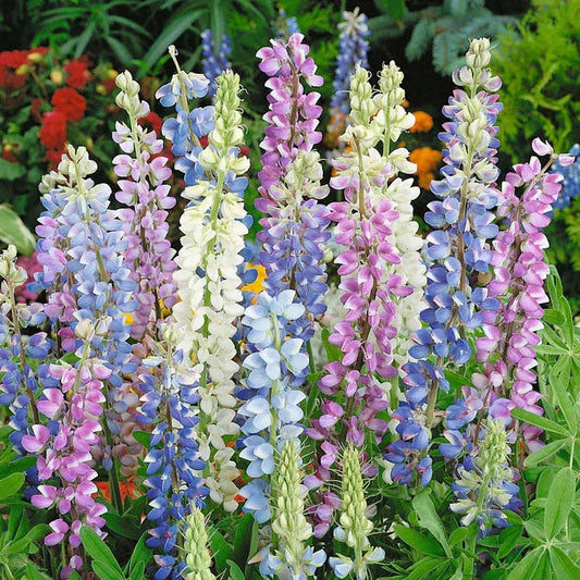 Multicolored lupine flowers in a garden setting