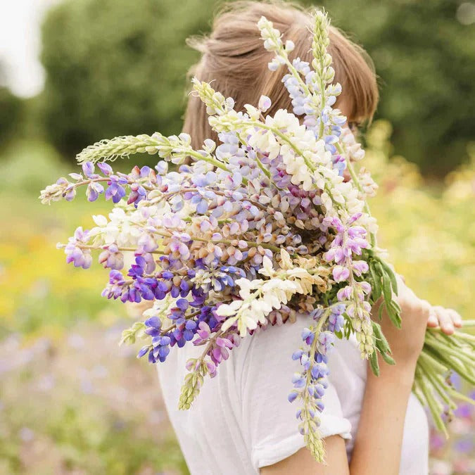Lupin Mix Flowers 15 Seeds