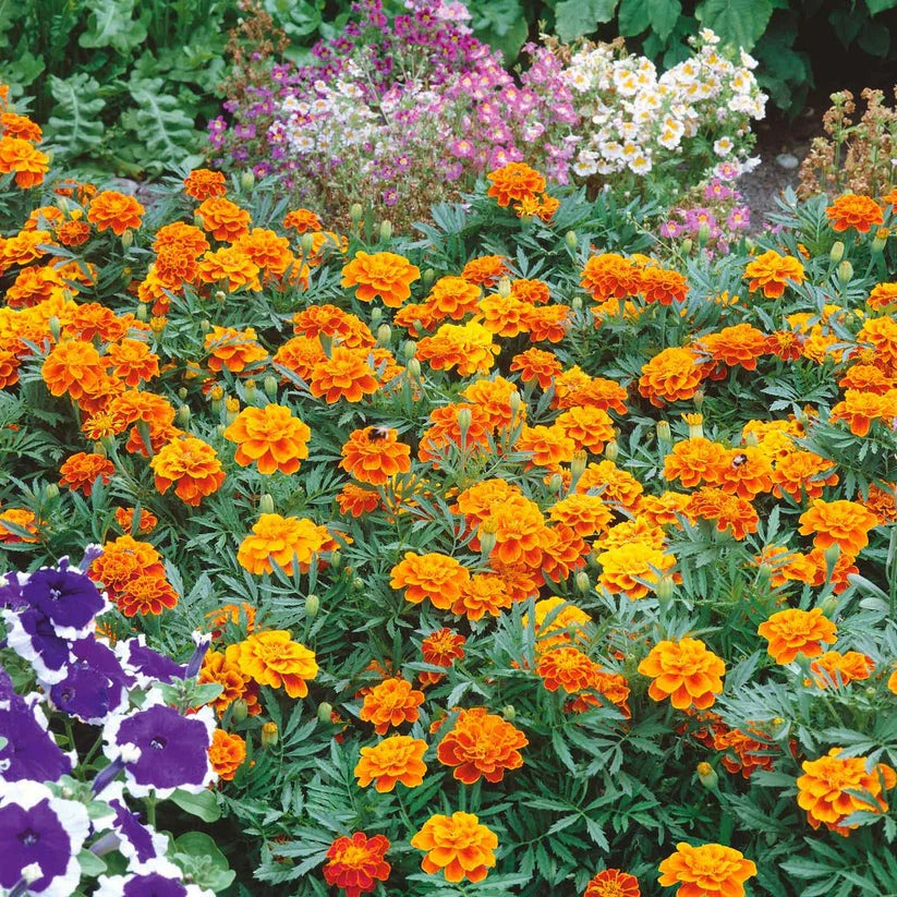 French Marigold Orange Dwarf 20+ Seeds
