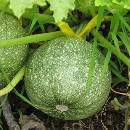 F1 Hybrid Round Squash (Maru Tinda) 10 Seeds