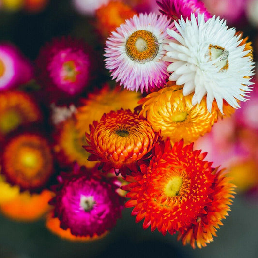 Strwaw Flower 30+ Seeds