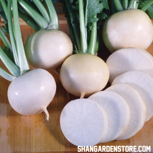 White Turnip ( سفید شلجم )30+ Seeds
