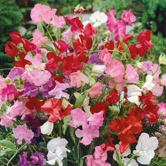 Sweet Peas Bijou Flowers - 15 Seeds