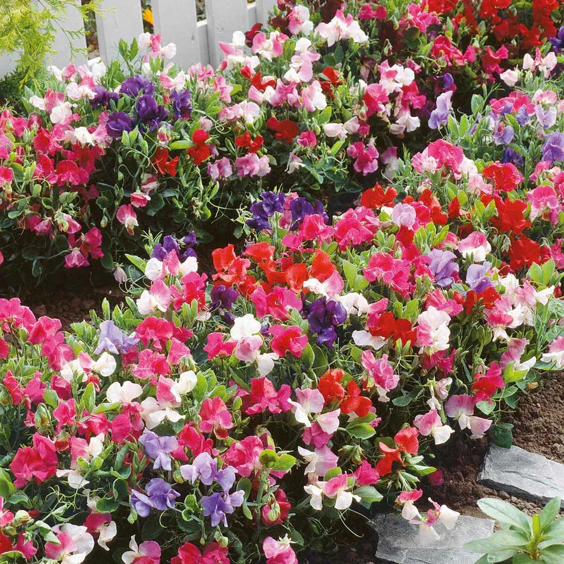 Sweet Peas Bijou Flowers - 15 Seeds