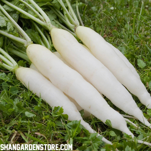 White Radish (سفید مولی) 100+ Seeds