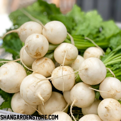 White Turnip ( سفید شلجم )30+ Seeds