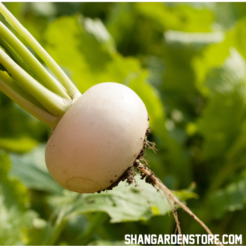 White Turnip ( سفید شلجم )30+ Seeds
